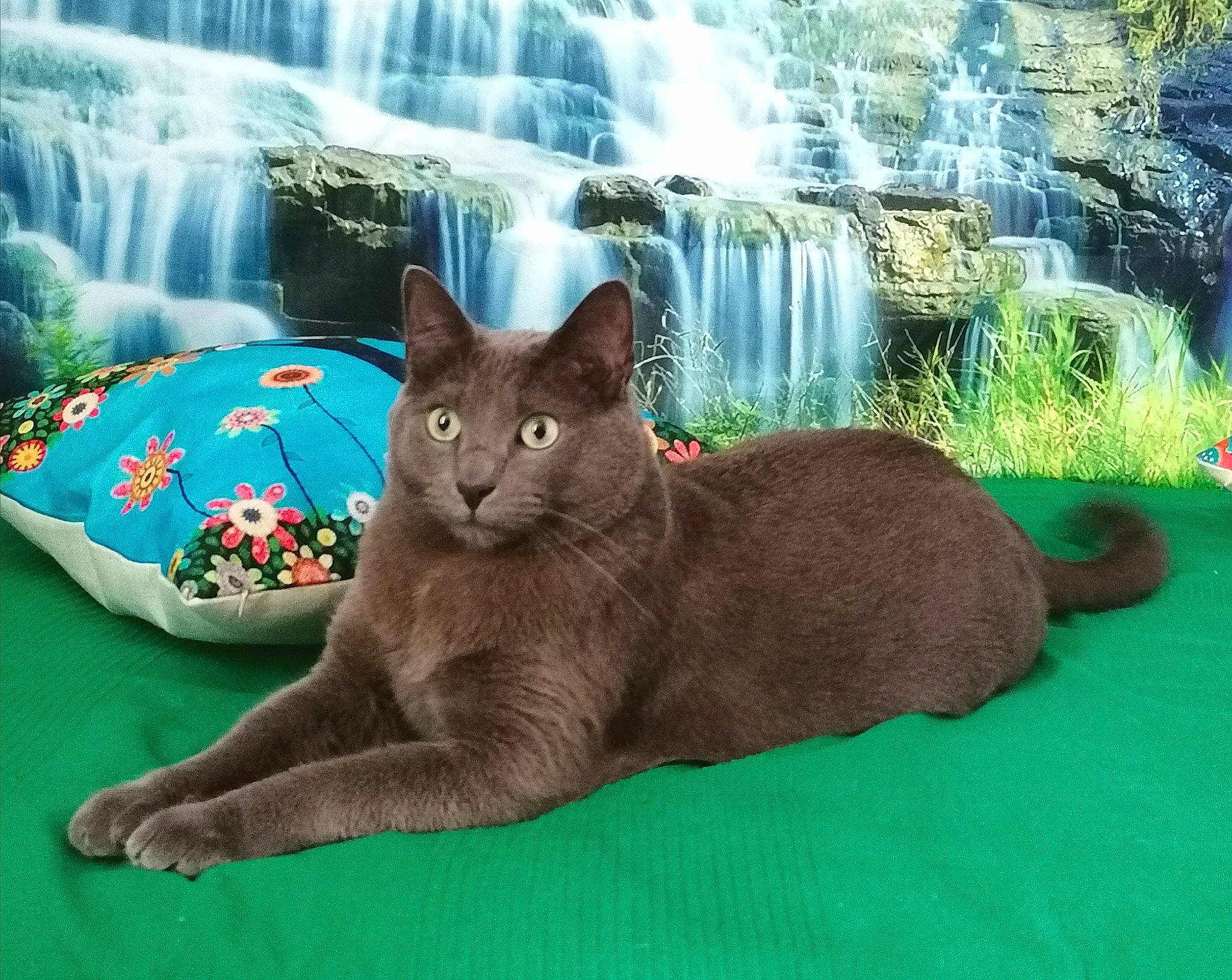 Shadow participe au concours pour gagner de l'argent avec cette photo : carnivore, cat, comfort, felidae, flower, grass, green, groundcover, landscape, leaf, natural_landscape, nature, organism, plant, small_to_medium_sized_cats, terrestrial_animal, water, watercourse, waterfall, whiskers