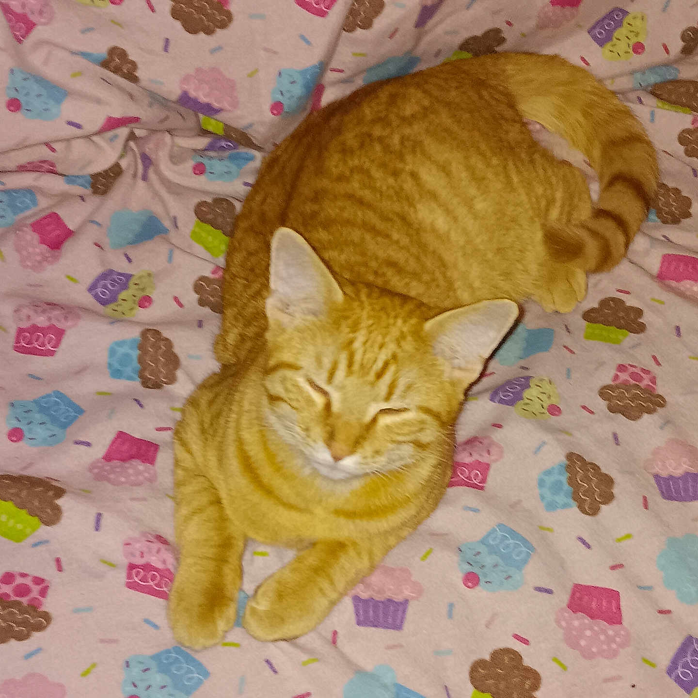 Gates is registered to the contest to win money with this photo: blanket, cat, close_up, cozy, cupcake_pattern, cute, ears, flash_lighting, fur, ginger_cat, indoor, loaf_position, lying_down, orange_tabby, patterned_fabric, pet, pink_background, sleepy, tail, whiskers