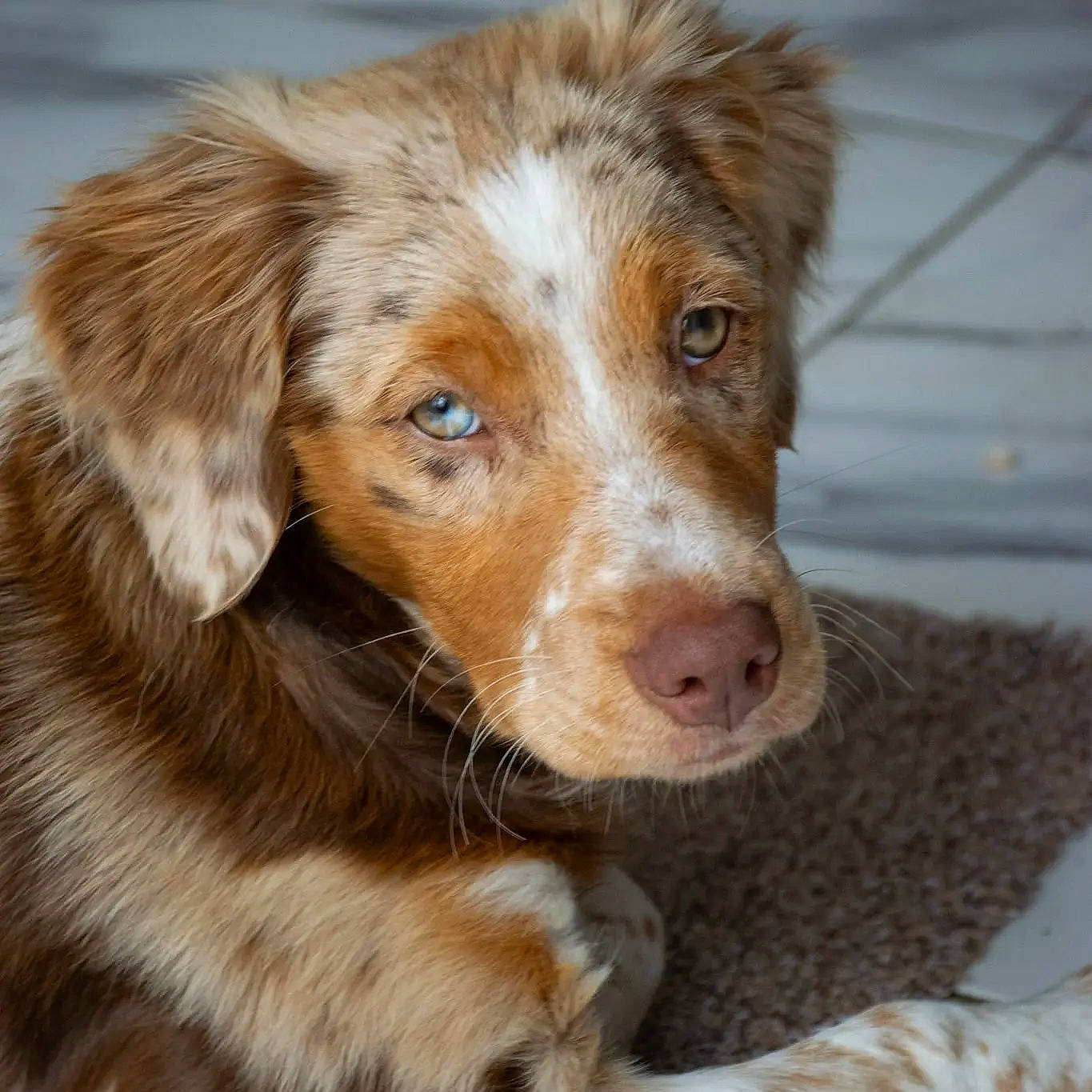 Uxy participe au concours pour gagner de l'argent avec cette photo : australian_collie, border_collie, canidae, carnivore, companion_dog, dog, dog_breed, fur, gun_dog, herding_dog, liver, snout, sporting_group, terrestrial_animal, whiskers, working_dog