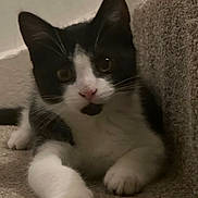 Mystic is registered to the contest to win money with this photo: animal, black_and_white, carpet, cat, close_up, curious, cute, ears, feline, fur, indoor, kitten, laying, muzzle, nose, paw, pet, stairs, whiskers, young