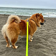 Zena is registered to the contest to win money with this photo: dog, beach, ocean, seashore, sand, fluffy, fur, brown_dog, curled_tail, harness, leash, neon_leash, outdoors, coastline, waves, water, cloudy_sky, side_view, standing, pet