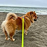 dog, beach, ocean, seashore, sand, fluffy, fur, brown_dog, curled_tail, harness, leash, neon_leash, outdoors, coastline, waves, water, cloudy_sky, side_view, standing, pet