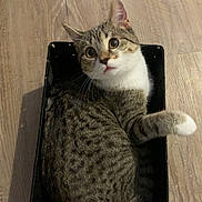 Pita a rejoint le concours — aidez-le/la à gagner de superbes lots ! cat, tabby, basket, wooden_floor, curious, pet, indoor, feline, cute, domestic_animal, playful, whiskers, paw, striped, relaxed, animal, looking_up, small_space, cozy, house_pet