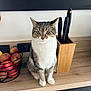 Pita participe au concours pour gagner de l'argent avec cette photo : cat, tabby_cat, kitchen, countertop, knife_block, knives, apples, fruit_basket, wooden_surface, black_cabinet, domestic_cat, pet, animal, feline, curious, sitting, indoor, household, still_life, portrait