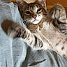 Baïa a rejoint le concours — aidez-le/la à gagner de superbes lots ! kitten, cat, paw, stretching, fur, whiskers, blanket, indoor, cute, pet, animal, feline, relaxing, closeup, soft, tabby, young, playful, domestic_cat, cozy