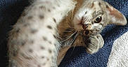 Baïa participe au concours pour gagner de l'argent avec cette photo : cat, kitten, animal, pet, spotted_fur, playful, lying_down, towel, striped, close_up, whiskers, paw, fur, cute, young, resting, indoor, curious, relaxed, soft_texture