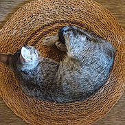 Baïa participe au concours pour gagner de l'argent avec cette photo : cat, tabby_cat, sleeping, curled_up, woven_mat, round_mat, wooden_floor, indoor, pet, fur, resting, cozy, animal, domestic_cat, texture, brown, gray, quiet, relaxation, calm