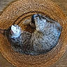 cat, tabby_cat, sleeping, curled_up, woven_mat, round_mat, wooden_floor, indoor, pet, fur, resting, cozy, animal, domestic_cat, texture, brown, gray, quiet, relaxation, calm