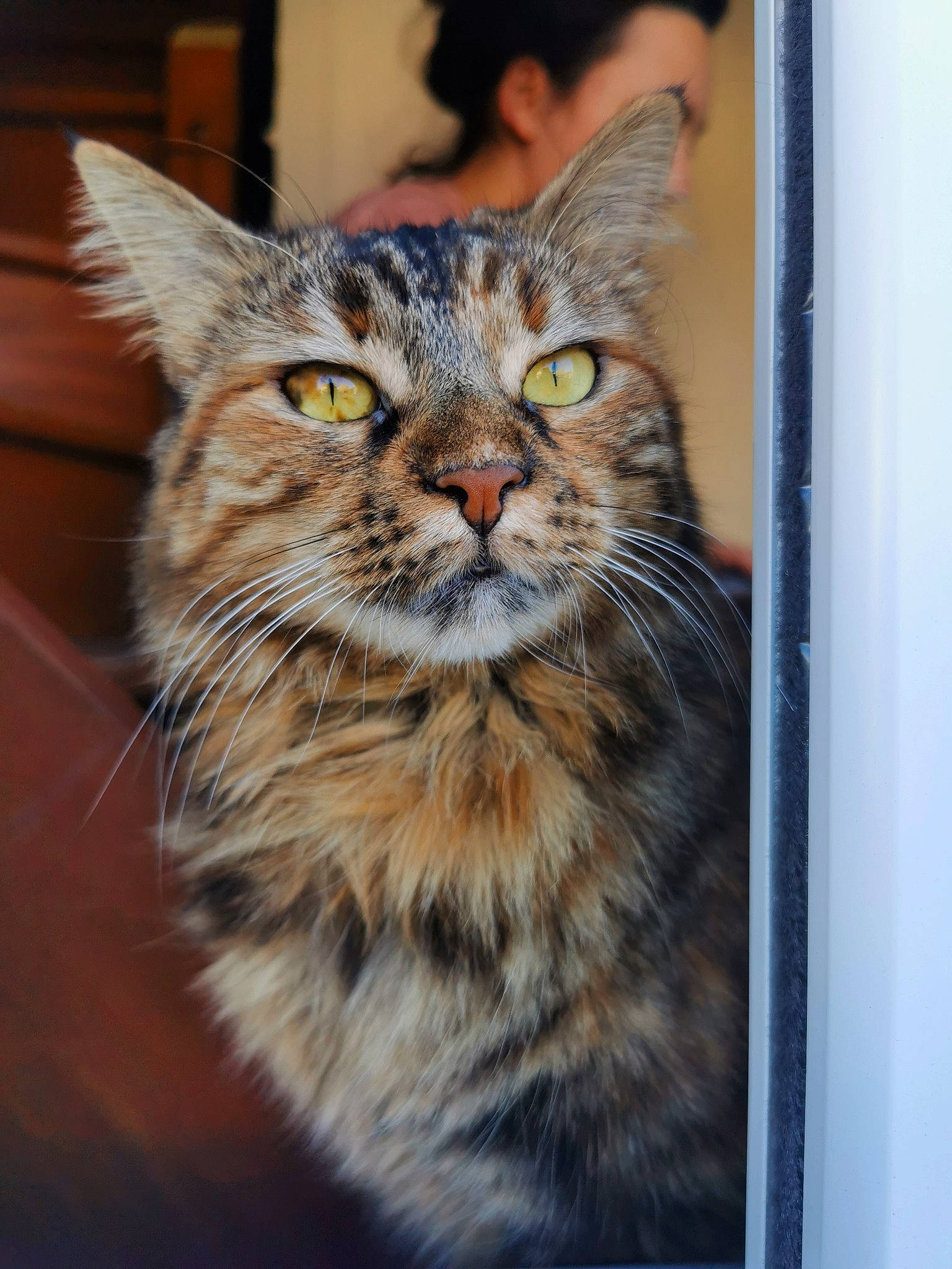 Noisette a rejoint le concours — aidez-le/la à gagner de superbes lots ! art, box, carnivore, cat, domestic_short_haired_cat, door, felidae, fur, iris, siberian, small_to_medium_sized_cats, snout, terrestrial_animal, whiskers, wildlife, wood