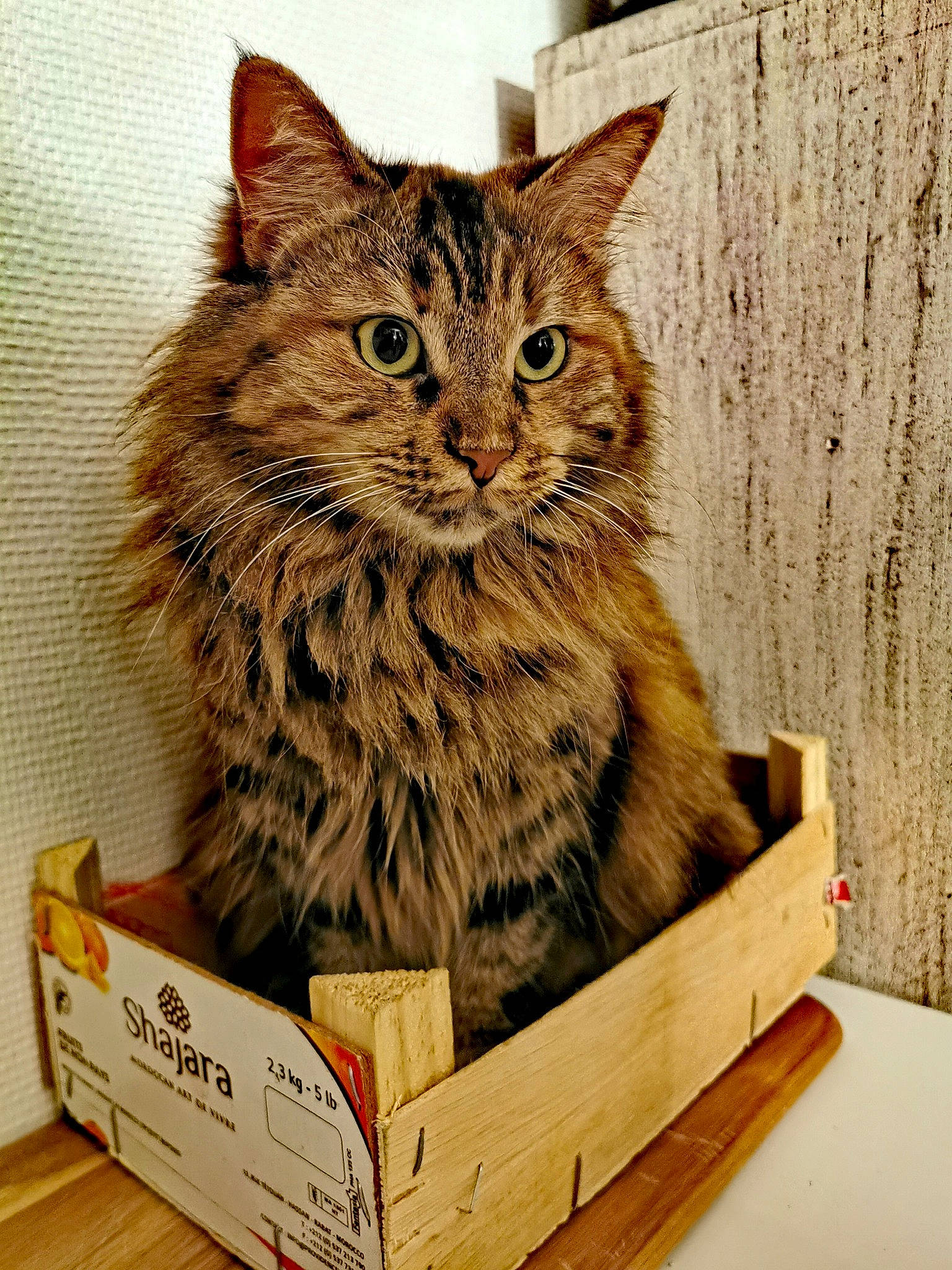 Noisette a rejoint le concours — aidez-le/la à gagner de superbes lots ! basket, box, cardboard, carnivore, carton, cat, cat_supply, domestic_short_haired_cat, felidae, fur, hardwood, packaging_and_labeling, packing_materials, rectangle, shelf, shipping_box, small_to_medium_sized_cats, snout, whiskers, wood