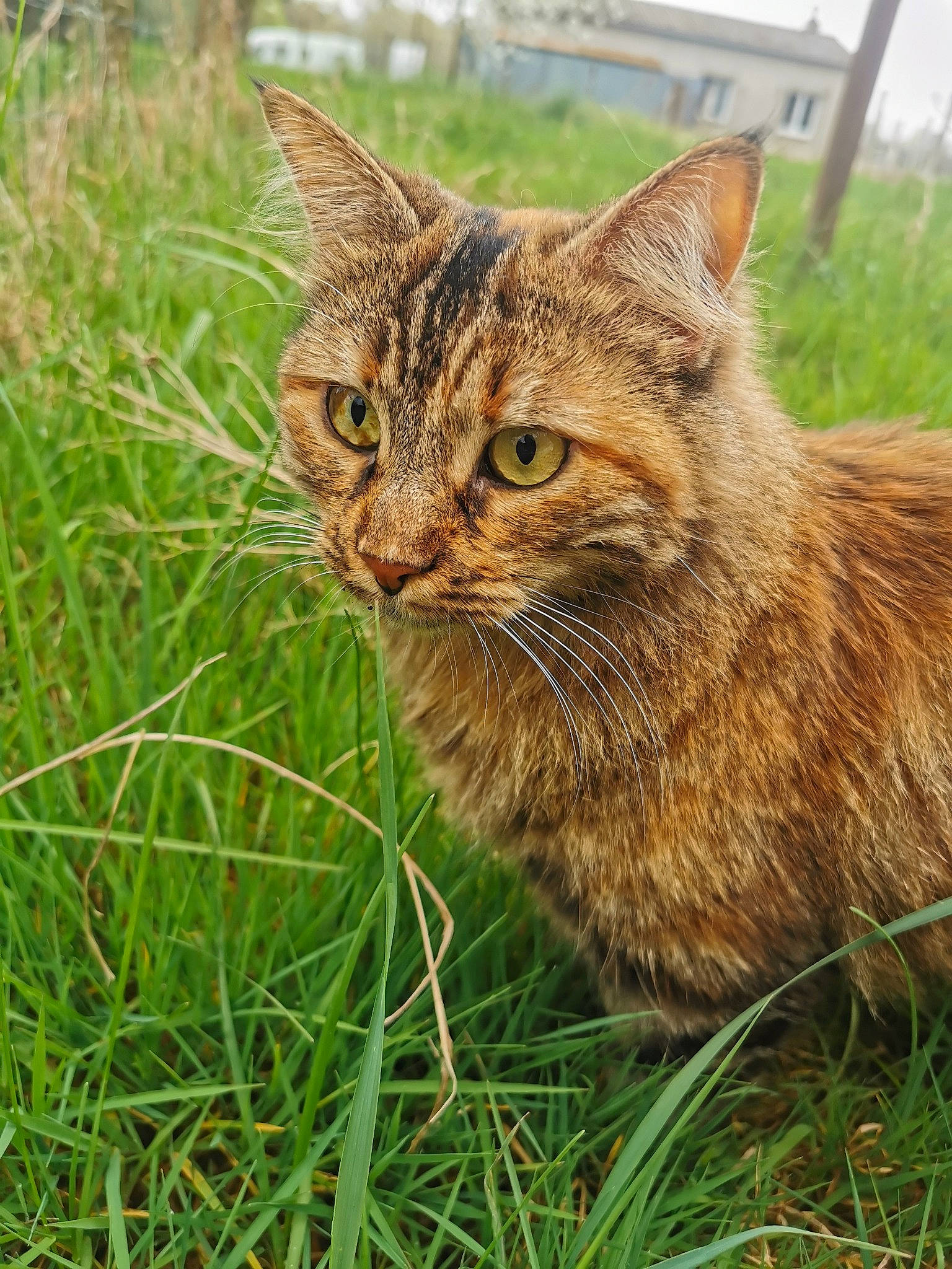 Noisette a rejoint le concours — aidez-le/la à gagner de superbes lots ! carnivore, cat, domestic_short_haired_cat, fawn, felidae, fur, grass, grassland, lynx, plant, poales, sedge_family, sky, small_to_medium_sized_cats, snout, tail, terrestrial_animal, tree, whiskers, wildlife