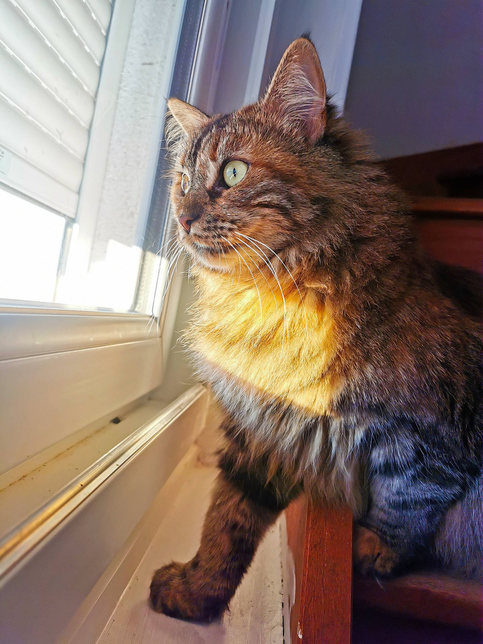 Noisette a rejoint le concours — aidez-le/la à gagner de superbes lots ! carnivore, cat, claw, domestic_short_haired_cat, door, fawn, felidae, flooring, fur, glass, human_leg, paw, sitting, small_to_medium_sized_cats, snout, tail, terrestrial_animal, whiskers, window, wood