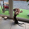 Baya a rejoint le concours — aidez-le/la à gagner de superbes lots ! cat, cats, kitten, long_hair, fur, fluffy, animal, pet, indoors, outdoors, glass_door, window, artificial_grass, gravel, patio, garden, curious, sitting, standing, cat_tree