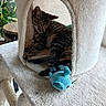 Baya participe au concours pour gagner de l'argent avec cette photo : cat, tabby_cat, sleeping, curled_up, pet, animal, feline, cat_tree, scratching_post, plush_bed, blue_toy, toy_fish, indoors, home, cozy, relaxed, striped_fur, whiskers, sunlight, greenery