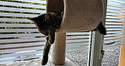 Baya a rejoint le concours — aidez-le/la à gagner de superbes lots ! cat, tabby_cat, sleeping,  lounging, pet, animal, feline, cat_tree, scratching_post, plush, indoors, window, blinds, daylight, relaxed, dangling_paws, fur, cozy, home, funny