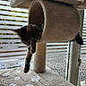 cat, tabby_cat, sleeping,  lounging, pet, animal, feline, cat_tree, scratching_post, plush, indoors, window, blinds, daylight, relaxed, dangling_paws, fur, cozy, home, funny