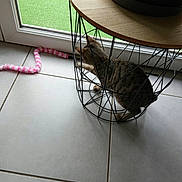 Baya a rejoint le concours — aidez-le/la à gagner de superbes lots ! cat, tabby_cat, pet, animal, indoors, tile_floor, window, table, wire_frame, furniture, wooden_tabletop, pink_toy, fuzzy_toy, crouching, sitting, striped_fur, home, sunlight, playful, curious
