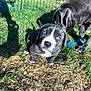 puppy, dog, blue_eyes, black_puppy, adult_dog, black_dog, grass, wood_chips, fence, outdoor, sunlight, shadow, close_up, portrait, muzzle, paws, toy_rope, gaze, nose, playful