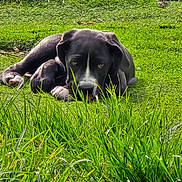 Appy participe au concours pour gagner de l'argent avec cette photo : alert, black_dog, canine, close_up, dog, eyes, field, grass, green, lawn, lying_down, muzzle, nature, outdoor, paws, pet, portrait, sleepy, sunlight, white_marking