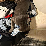 Appy a rejoint le concours — aidez-le/la à gagner de superbes lots ! dog, puppy, gray_dog, clothes, laundry, clothes_pile, tile_floor, bathroom, indoors, sleeping, curled_up, paw, collar, heater, fabric, socks, blanket, back_view, pet, cozy