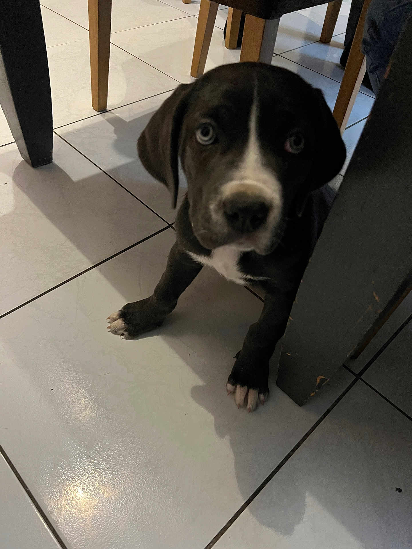 Appy participe au concours pour gagner de l'argent avec cette photo : dog, puppy, tile_floor, indoor, chair_leg, table_leg, paw, blue_eyes, white_marking, black_fur, curious, sitting, shadow, floor_tile, furniture, home_interior, pet, looking_up, close_up, cute
