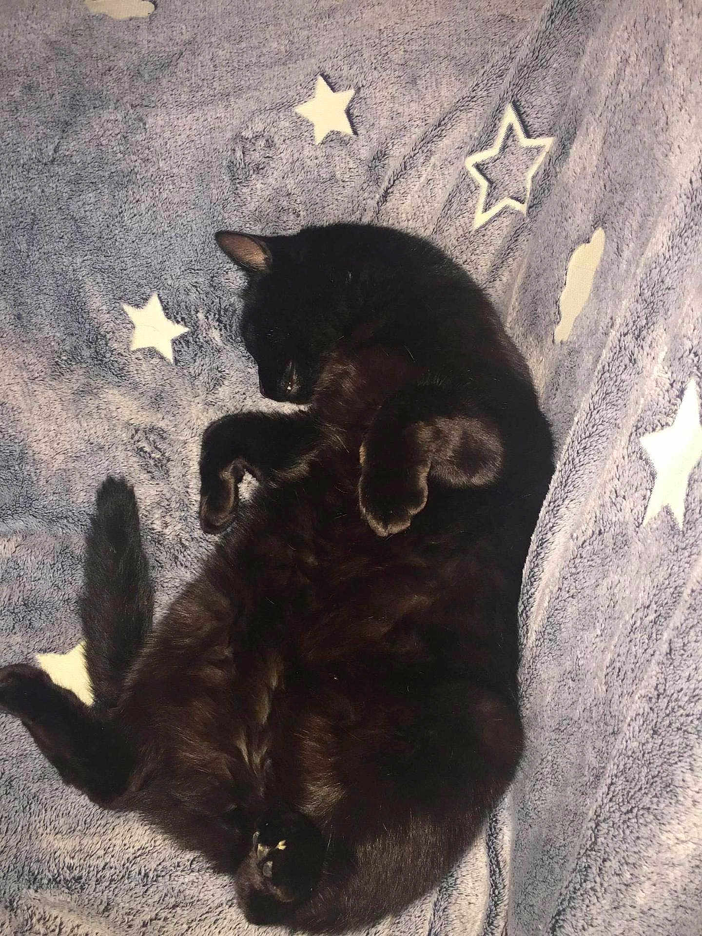 Mimi a rejoint le concours — aidez-le/la à gagner de superbes lots ! black_cat, sleeping, cat, pet, animal, furry, cozy, blanket, stars, soft_texture, resting, cute, domestic_cat, fur, whiskers, paws, relaxation, indoor, nap, comfort