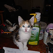 Nikki is registered to the contest to win money with this photo: kitten, cat, blue_eyes, table, lotion_bottle, calculator, paper, indoor, household_items, curious, pet, fur, small, domestic, clutter, wooden_surface, front_view, close_up, animal, cute