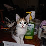 kitten, cat, blue_eyes, table, lotion_bottle, calculator, paper, indoor, household_items, curious, pet, fur, small, domestic, clutter, wooden_surface, front_view, close_up, animal, cute