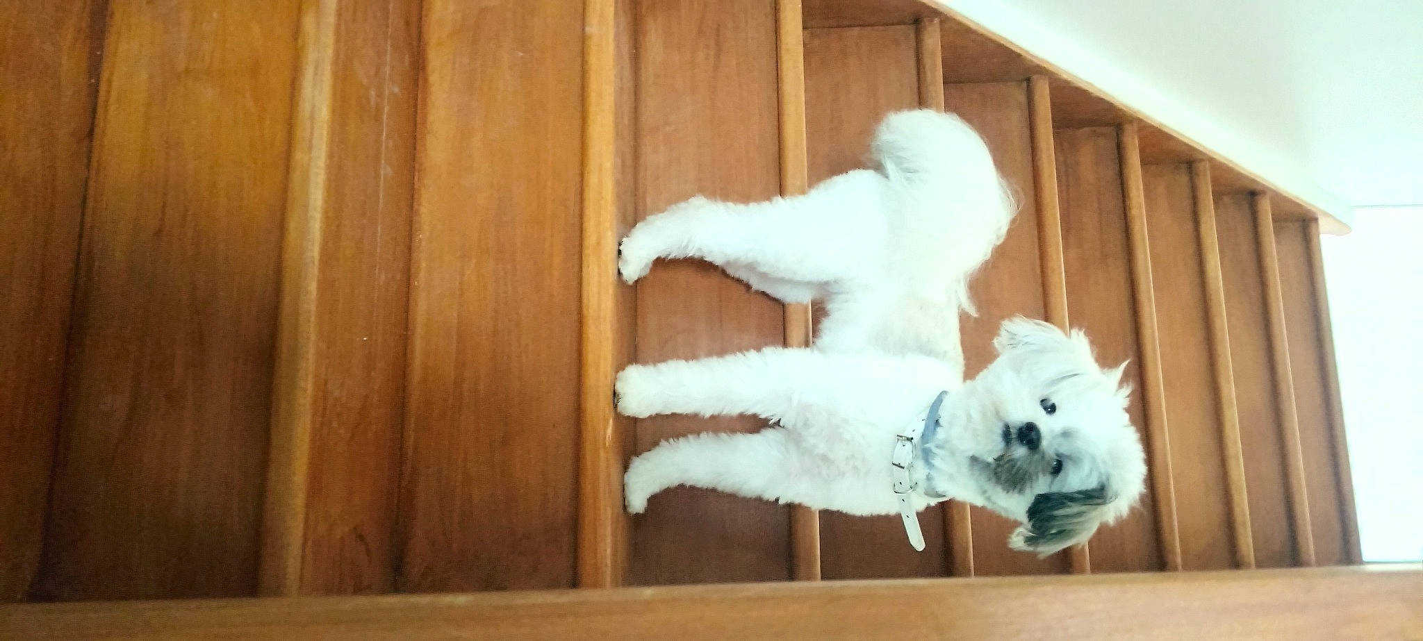 Pixie participe au concours pour gagner de l'argent avec cette photo : canidae, carnivore, cat, companion_dog, dog_breed, fawn, felidae, flooring, fur, hardwood, small_to_medium_sized_cats, snout, sporting_group, stuffed_toy, tail, toy, whiskers, window, wood, wood_stain