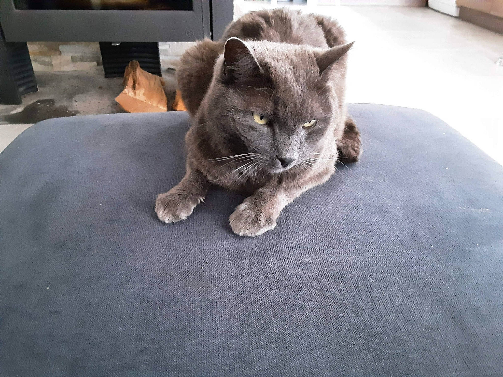 Mistigri participe au concours pour gagner de l'argent avec cette photo : carnivore, cat, comfort, domestic_short_haired_cat, felidae, flooring, fur, grey, paw, room, russian_blue, sitting, small_to_medium_sized_cats, snout, tail, whiskers