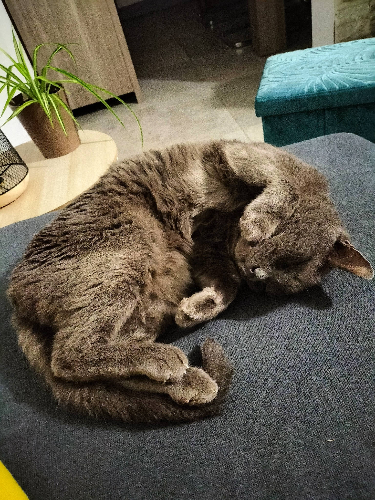 Mistigri a rejoint le concours — aidez-le/la à gagner de superbes lots ! carnivore, cat, claw, comfort, domestic_short_haired_cat, felidae, flooring, flowerpot, fur, grey, houseplant, nap, paw, plant, sitting, small_to_medium_sized_cats, snout, tail, whiskers, wood