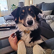 Ubaye a rejoint le concours — aidez-le/la à gagner de superbes lots ! animal, canine, closeup, coffee_table, comfort, couch, cushions, dog, domestic, friendly, fur, hand, indoor, living_room, paws, person, pet, portrait, relaxing, tricolor