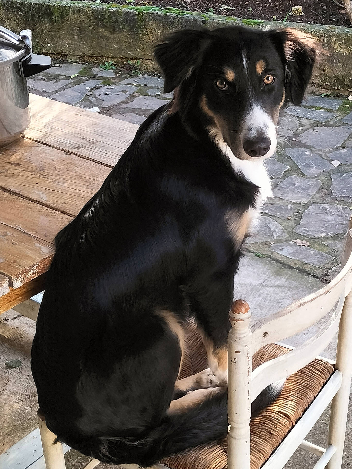 Ubaye a rejoint le concours — aidez-le/la à gagner de superbes lots ! canidae, carnivore, companion_dog, dog, dog_breed, fur, herding_dog, hunting_dog, plant, sporting_group, terrestrial_animal, whiskers, working_animal, working_dog