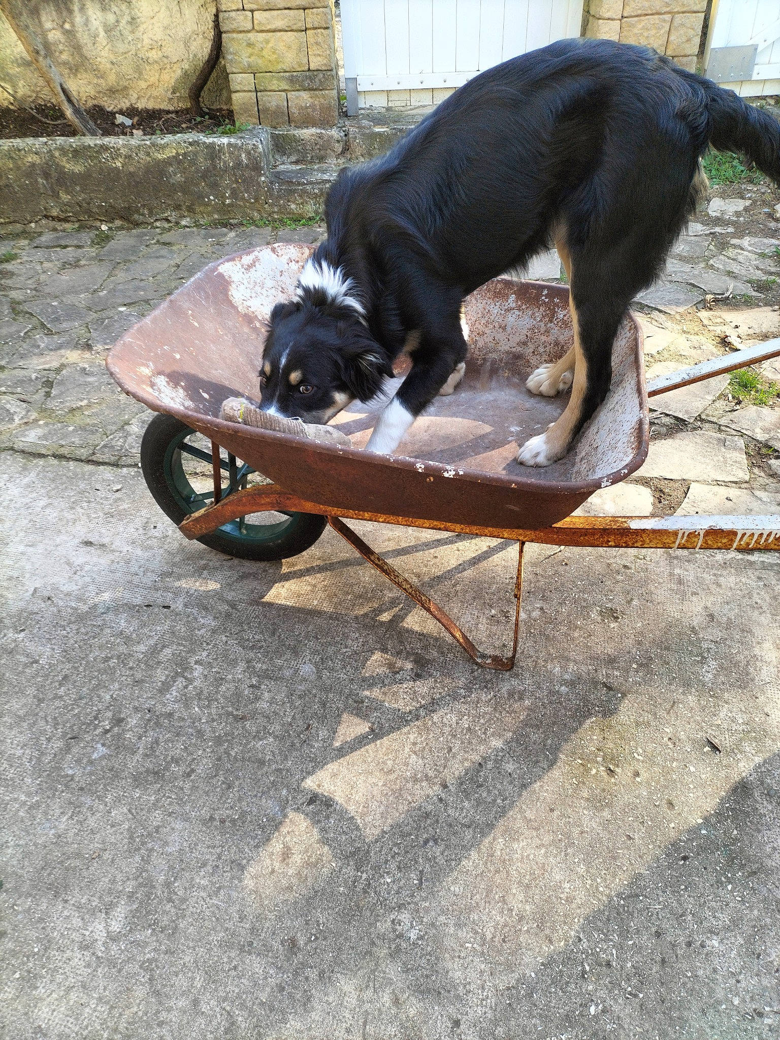 Ubaye participe au concours pour gagner de l'argent avec cette photo : canidae, carnivore, collar, companion_dog, dog, dog_breed, guard_dog, pet_supply, plant, road_surface, shadow, sitting, sporting_group, tail, terrestrial_animal, working_animal, working_dog