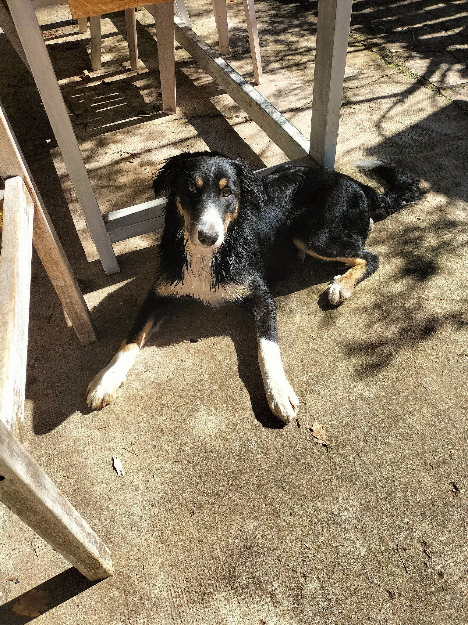 Ubaye a rejoint le concours — aidez-le/la à gagner de superbes lots ! canidae, carnivore, companion_dog, dog, dog_breed, fence, fur, herding_dog, shadow, snout, sporting_group, stairs, street, tints_and_shades, tree, working_animal, working_dog