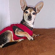 Pepitto joined the competition — help win amazing prizes! dog, small_dog, pet, red_vest, brown_couch, indoor, wall, ears, fur, animal, looking, resting, canine, cute, domestic_animal, collar, side_view, relaxed, household, companion