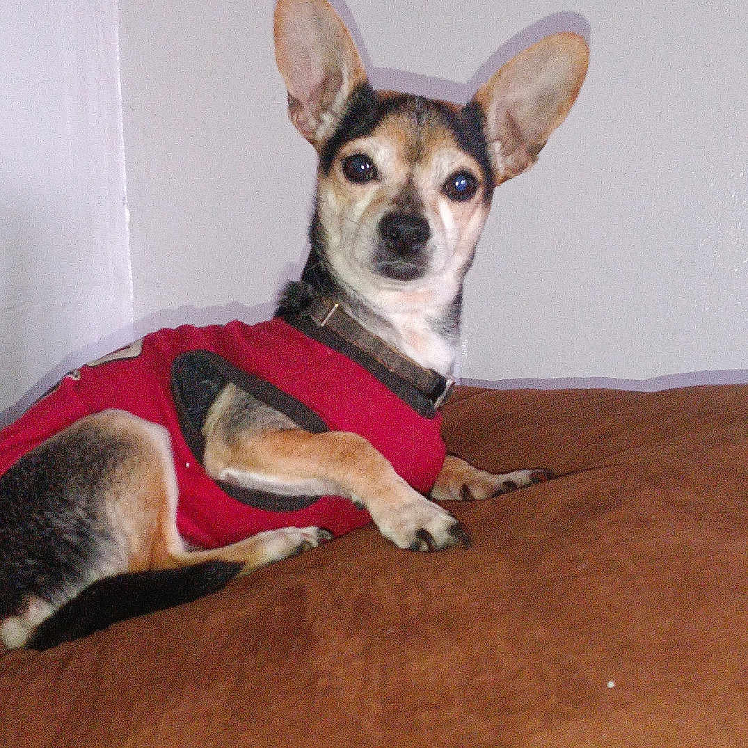 Pepitto joined the competition — help win amazing prizes! animal, brown_couch, canine, collar, companion, cute, dog, domestic_animal, ears, fur, household, indoor, looking, pet, red_vest, relaxed, resting, side_view, small_dog, wall