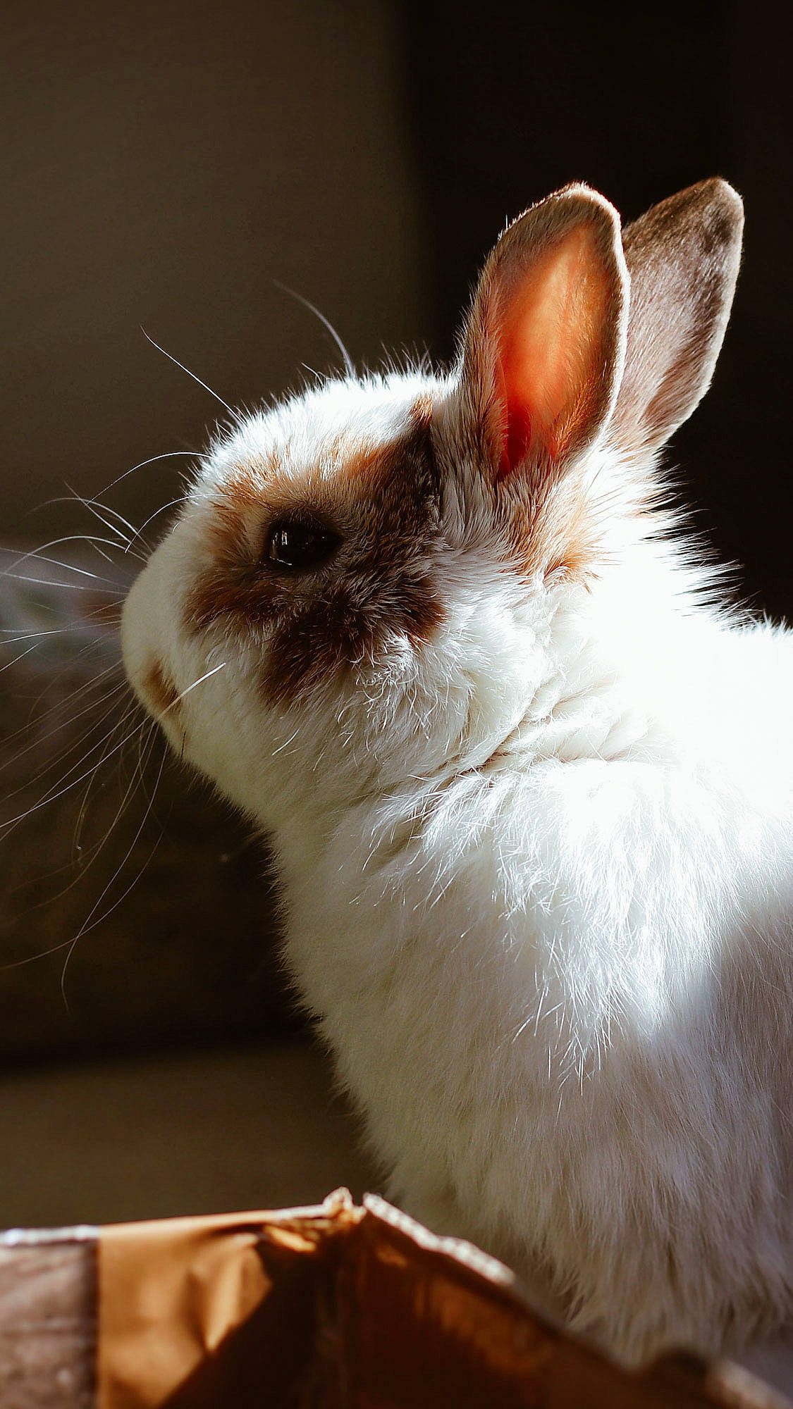 Bidibulle participe au concours pour gagner de l'argent avec cette photo : domestic_rabbit, ear, fawn, hare, mammal, organism, rabbit, rabbits_and_hares, snout, whiskers, wildlife