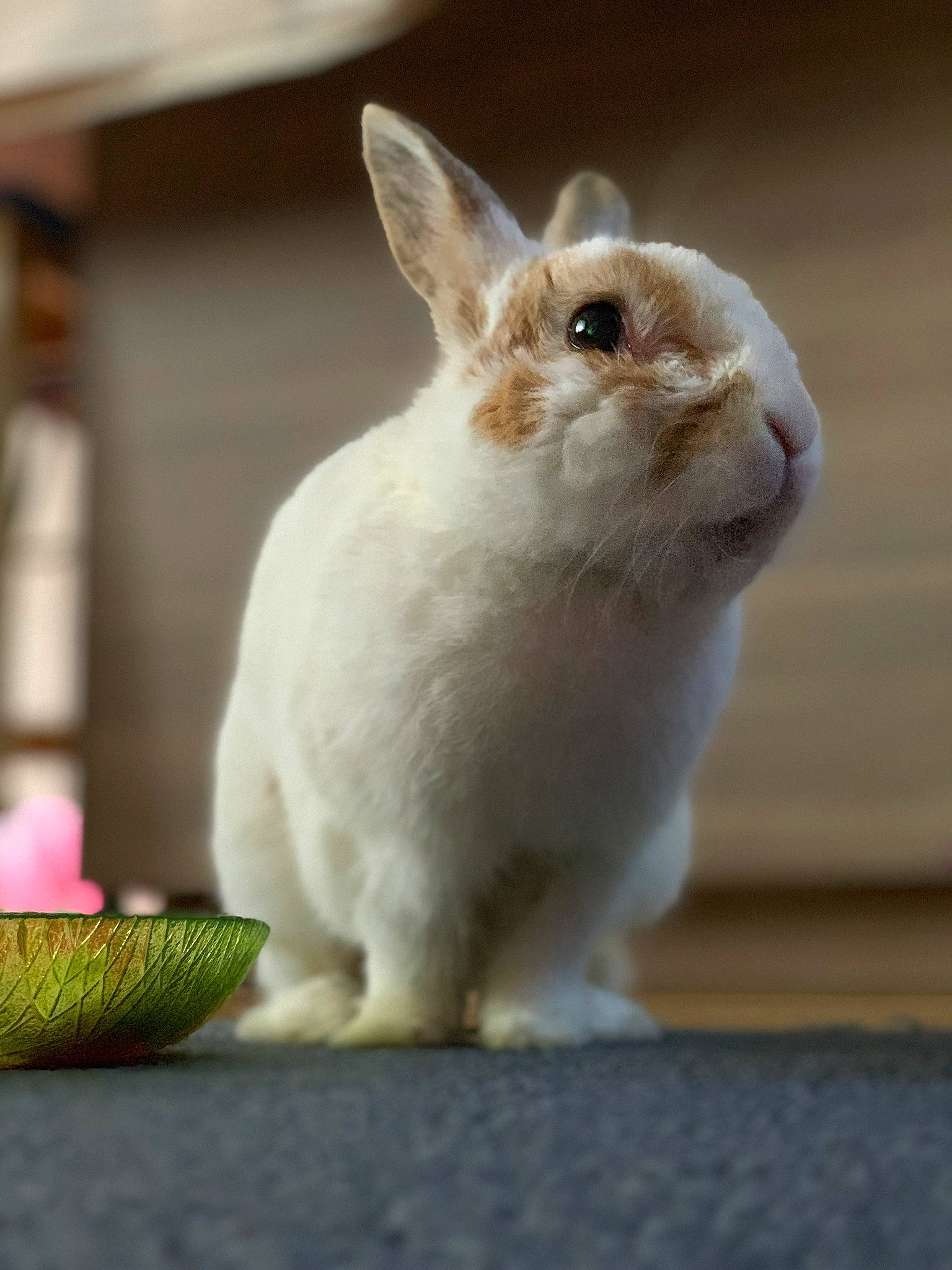 Bidibulle a rejoint le concours — aidez-le/la à gagner de superbes lots ! domestic_rabbit, fawn, hare, mammal, rabbit, rabbits_and_hares, snowshoe_hare, vertebrate, whiskers