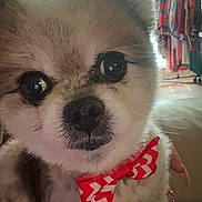Bentley is registered to the contest to win money with this photo: dog, small_dog, bow_tie, fluffy_fur, pet, indoor, closet, clothing, window, natural_light, curious, portrait, cute, furry, animal, companion, domestic, close_up, sitting, household