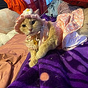 Amber is registered to the contest to win money with this photo: cat, orange_cat, pet_clothing, pink_dress, bonnet, bed, blanket, purple_blanket, floral_pattern, domestic_cat, feline, indoor, cozy, curious, animal, resting, cute_outfit, soft_texture, fur, whiskers