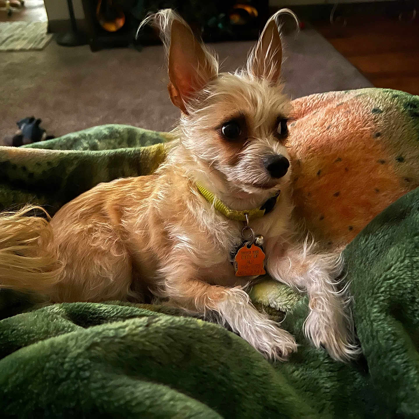 Chewy