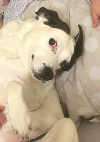 Kimbel participe au concours pour gagner de l'argent avec cette photo : canidae, carnivore, comfort, companion_dog, dog, dog_breed, dog_supply, fawn, fur, guard_dog, linens, paw, pet_supply, snout, sporting_group, tail, terrestrial_animal, whiskers, white, working_animal