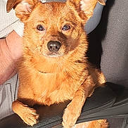 Sango Ku participe au concours pour gagner de l'argent avec cette photo : dog, brown_dog, pet, animal, ears, fur, sitting, chair, indoor, closeup, looking_at_camera, paw, comfort, relaxed, domestic_animal, canine, snout, nose, portrait, furniture