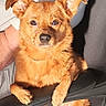 dog, brown_dog, pet, animal, ears, fur, sitting, chair, indoor, closeup, looking_at_camera, paw, comfort, relaxed, domestic_animal, canine, snout, nose, portrait, furniture