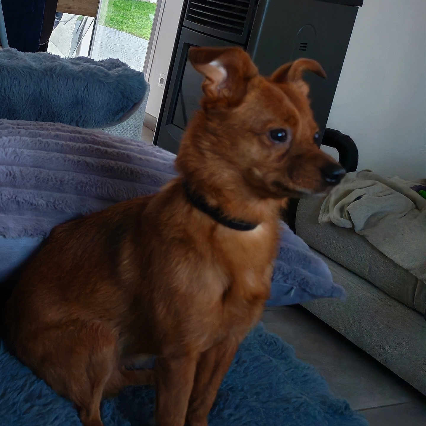 Sango Ku participe au concours pour gagner de l'argent avec cette photo : dog, brown_dog, pet, indoor, blanket, furniture, couch, stove, floor, window, door, greenery, living_room, cozy, curious, sitting, ears, fur, collar, home