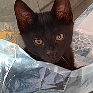 Guizmo participe au concours pour gagner de l'argent avec cette photo : black_cat, carnivore, cat, comfort, domestic_short_haired_cat, ear, eye, fawn, felidae, fur, grey, havana_brown, small_to_medium_sized_cats, snout, tail, terrestrial_animal, whiskers