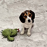 Arlo is registered to the contest to win money with this photo: puppy, beagle, dog, pet, toy, plush, cactus, floor, marble, indoor, cute, small, animal, looking_up, ears, white, brown, black, sitting, playful