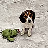 puppy, beagle, dog, pet, toy, plush, cactus, floor, marble, indoor, cute, small, animal, looking_up, ears, white, brown, black, sitting, playful