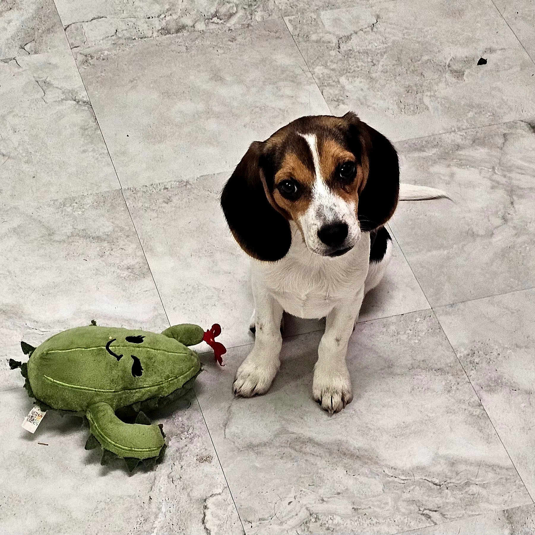 Arlo